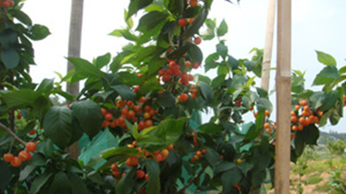 ��̫�(y��ng)�F(xi��n)�����e�r(n��ng)�f